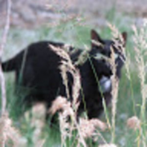 Meet your Posher, Simon